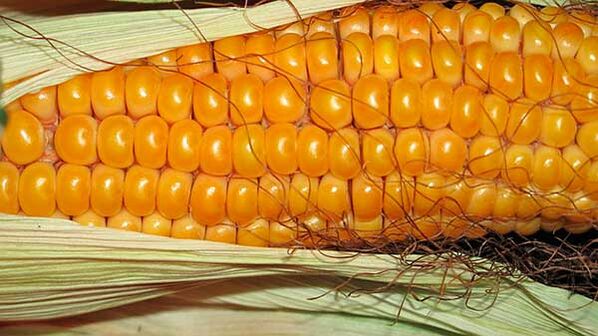 Cosa non mangiare nella dieta cheto